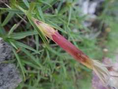 Dianthus sternbergii