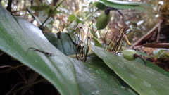 Pleurothallis dunstervillei