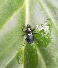 Platycerus caprea
