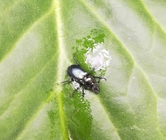 Platycerus caprea
