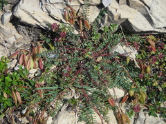 Oxytropis montana