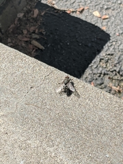 Diptera