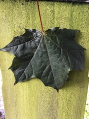 Acer platanoides