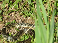 Hierophis viridiflavus