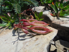 Oxytropis montana