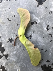 Acer platanoides