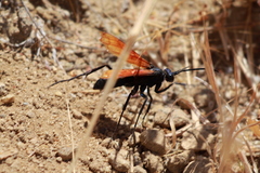Pepsis pallidolimbata