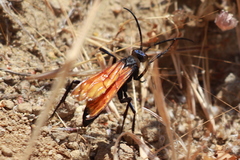 Pepsis pallidolimbata
