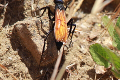 Pepsis pallidolimbata