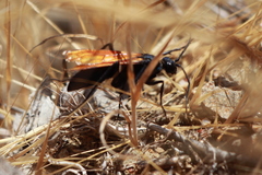 Pepsis pallidolimbata