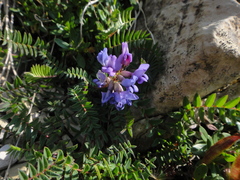 Oxytropis montana
