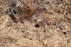 Pepsis pallidolimbata