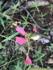 Tephrosia spicata
