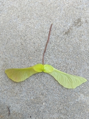 Acer platanoides
