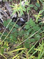 Tephrosia spicata