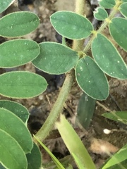 Tephrosia spicata