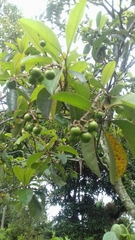 Byrsonima crassifolia