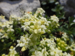 Galium megalospermum