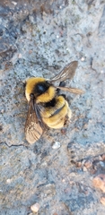 Bombus distinguendus