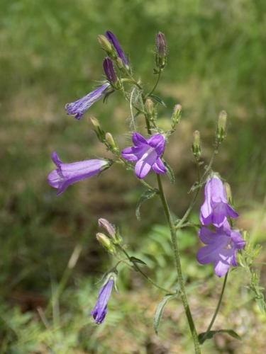 Siberian Bellflower