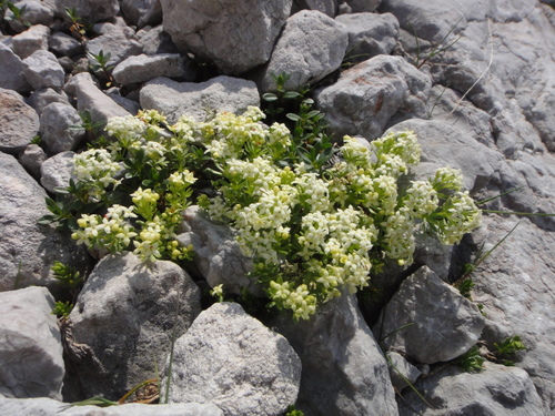 Image of Galium megalospermum by (c) Christian Berg, some rights reserved (CC BY)