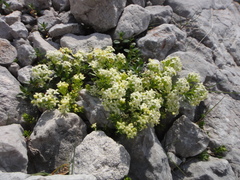 Galium megalospermum