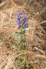 Lupinus elegans