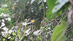 White-Fronted Whitestart photo 3
