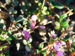 Indigofera sp19b