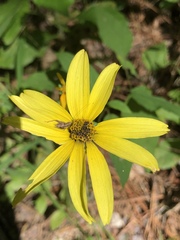 Heliopsis gracilis