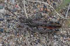 Psoloessa delicatula