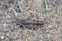 Psoloessa delicatula