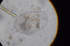 Placocista spinosa