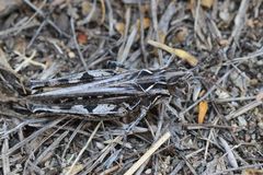 Psoloessa delicatula