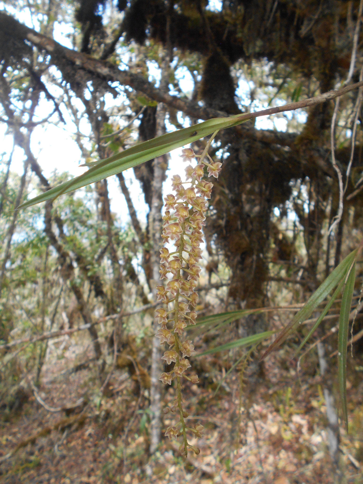 Epidendrum subliberhombicum Hágsater & E.Santiago