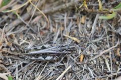 Psoloessa delicatula