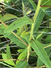 Ludwigia hirtella