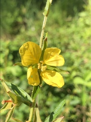 Ludwigia hirtella
