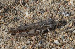 Psoloessa delicatula