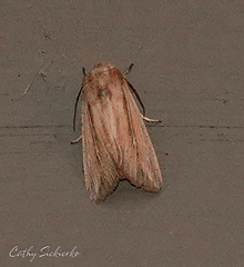 Leucania phragmitidicola