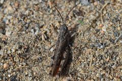 Psoloessa delicatula