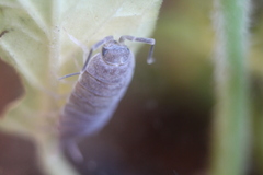 Porcellionides pruinosus