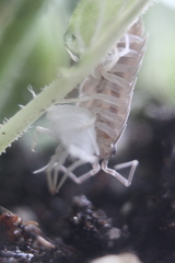 Porcellionides pruinosus