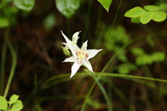 Calochortus lyallii