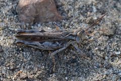 Psoloessa delicatula