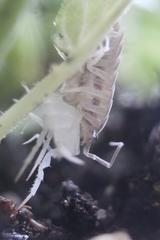 Porcellionides pruinosus