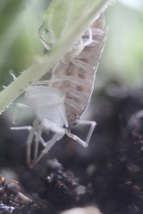 Porcellionides pruinosus