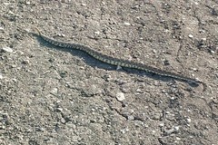 Crotalus oreganus helleri
