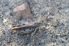 Psoloessa delicatula