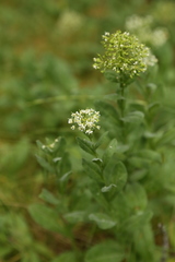 Lepidium chalepense